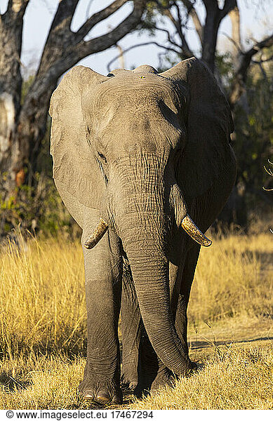 A single animal  loxodonta africanus  a mature African elephant.