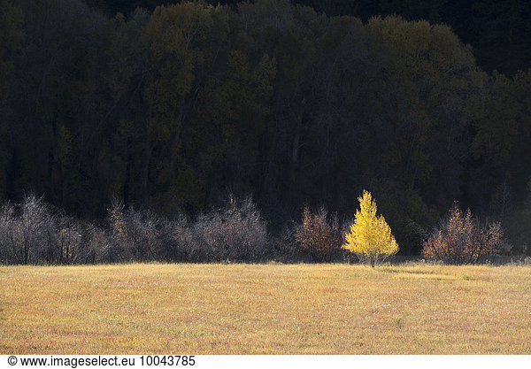 A single aspen tree in autumn leaf colours against a dark background.