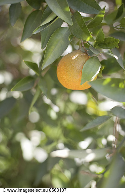 A single orange fruit hanging from a fruit tree in leaf. An organic orchard fruit.