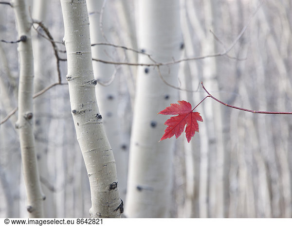 A single red maple leaf in autumn  against a background of aspen tree trunks with cream and white bark. Wasatch national forest.