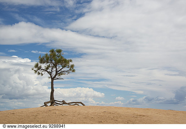 A single tree with aerial roots in a desert landscape  in the Bryce national park.
