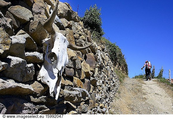 A skull of a horned bull decorates a wall in Har?a  Lena  Asturias  Spain