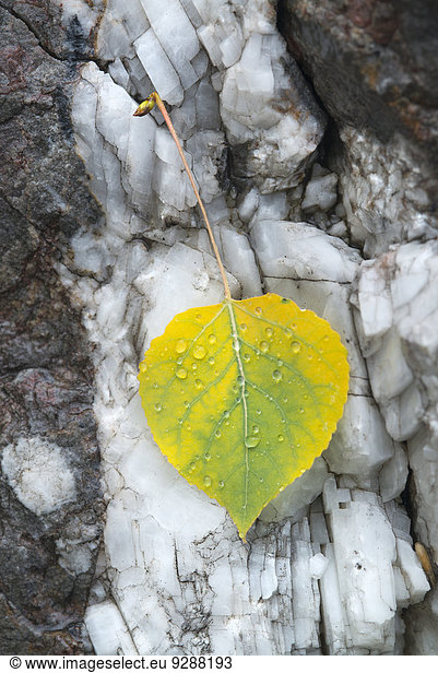 A small aspen leaf  yellow and green  resting on tree bark.