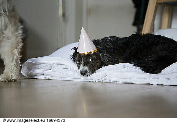 A small black dog looking at the viewer wearing a party hat