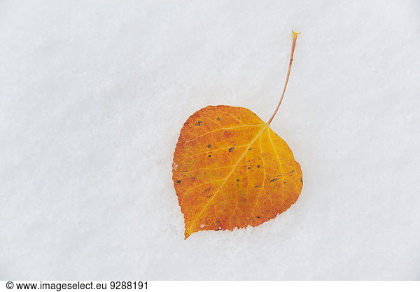 A small brown aspen leaf lying on the snow.