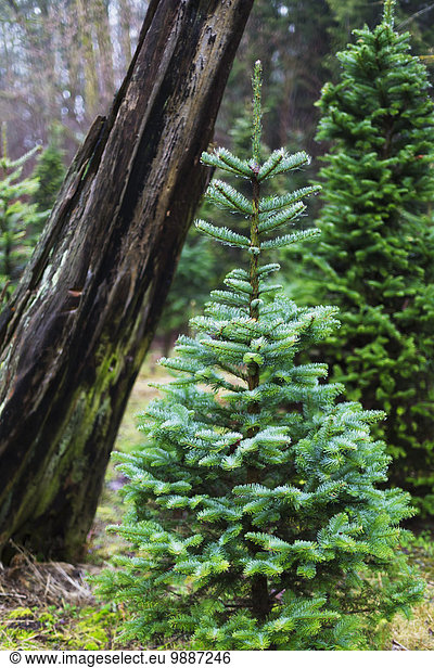 A small coniferous tree and leaning tree trunk in the background; Langley  British Columbia  Canada