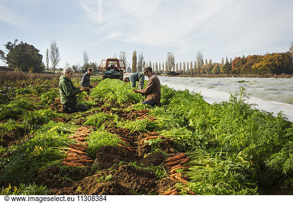 A small group of people harvesting autumn vegetables in the fields on a small family farm.