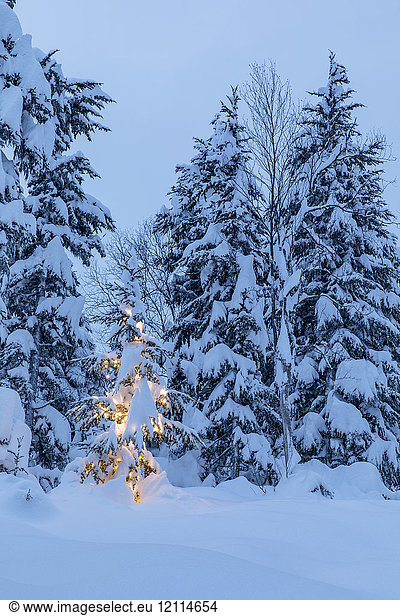 A small spruce tree covered in fresh snow is illuminated by white string lights underneath the snow in a snowy spruce forest at twilight  the snow-covered Kenai Mountains in the background  Kenai Peninsula  South-central Alaska; Moose Pass  Alaska United States of America