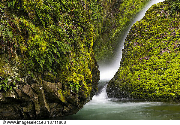 A small waterfall surrounded by moss and fern covered basalt in Oregon's waterfall-ridden Columbia Gorge.