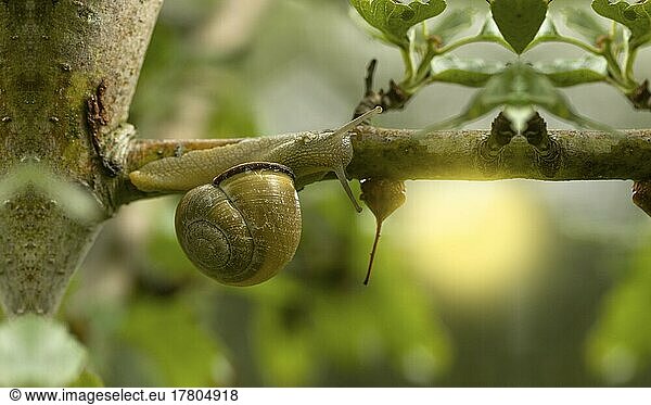 A snail on branches  close up of a snail on leaves of a branch  small snail on a branch Managua  Nicaragua  Central America