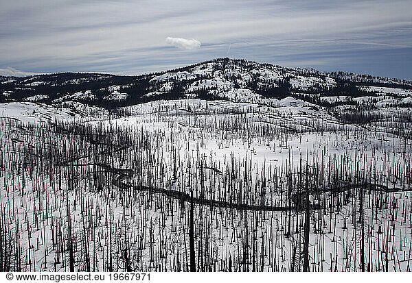 A snow-covered valley showing the results of a forest fire  Soda Springs  California.