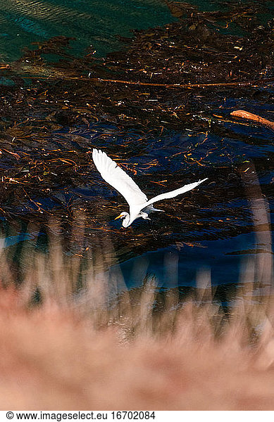 A snowy egret flies over the water and kelp beds in Monterey