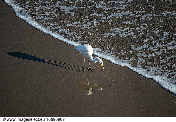 A snowy egret scans the shoreline for food