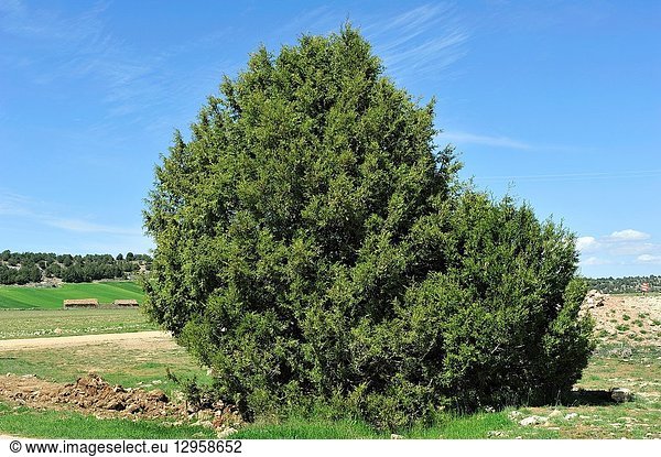 A Spanish Juniper (Juniperus Thurifera). Amayas town  Guadalajara province  Spain.