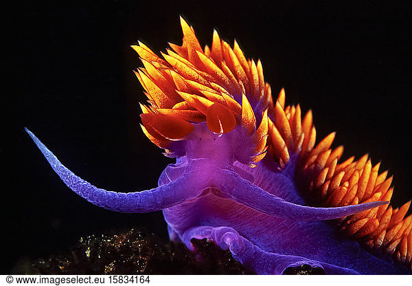 A Spanish Shawl Nudibranch dances with the currents  Channel Islands.