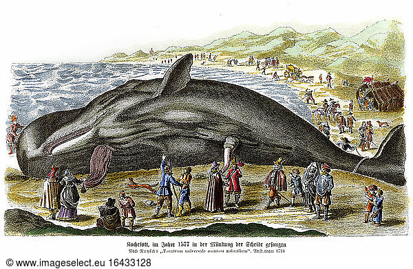 A sperm whale caught at the mouth of the river Scheldt.
