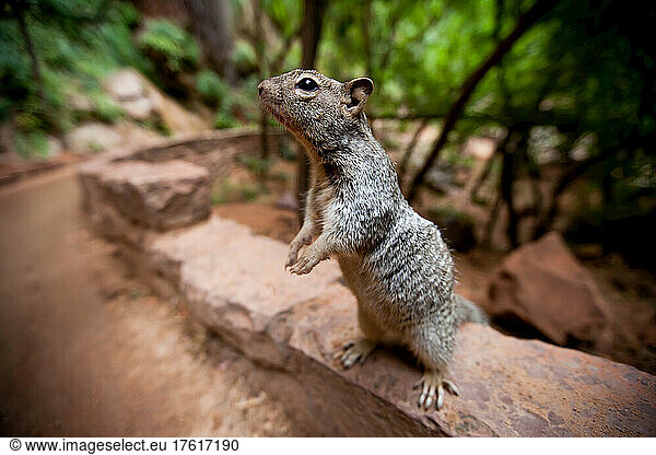 A squirrel stands unafraid alongside a hiking trail hoping for a handout.