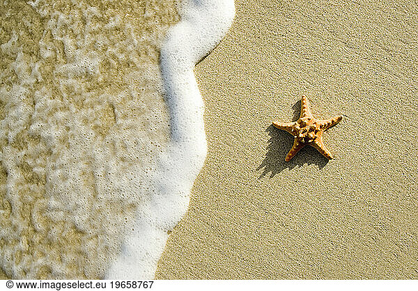 A starfish lying on the beach in Virgin Islands National Park  St. John.