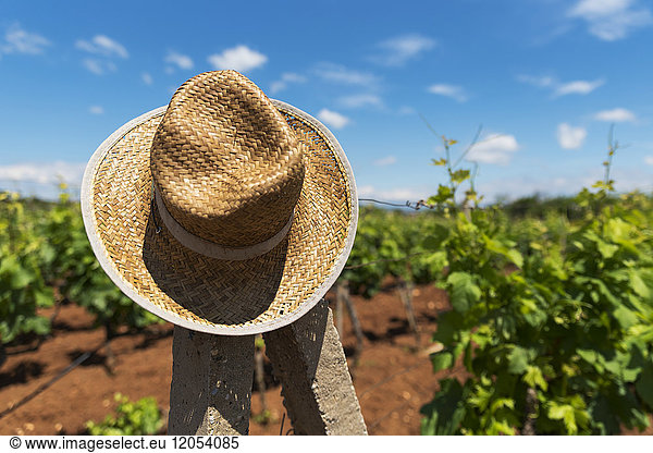 A Straw Hat Hanging On A Wooden Post In A Vineyard; Medjugorje  Bosnia And Herzegovina