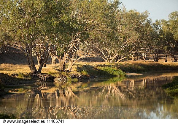 A stretch of Cooper Creek with still water and reflections of the River red gums  Eucalyptus camaldulensis  at sunrise. Innamincka Regional Reserve  northeastern South Australia  Australia. (Photo by: Auscape/UIG)