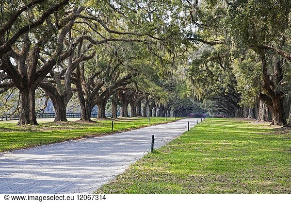 A stunning  country lane lined with ancient live oak trees draped in spanish moss. Near Charleton South Carolina  USA.