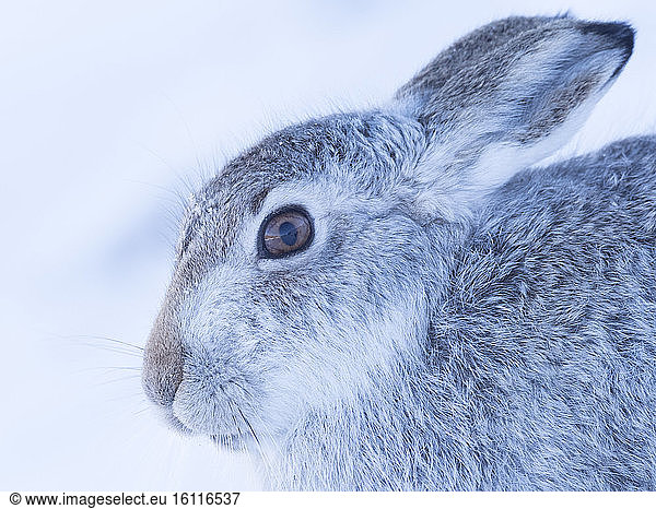 A stunning Mountain Hare (Lepus timidus) in the Cairngorms National Park  UK.