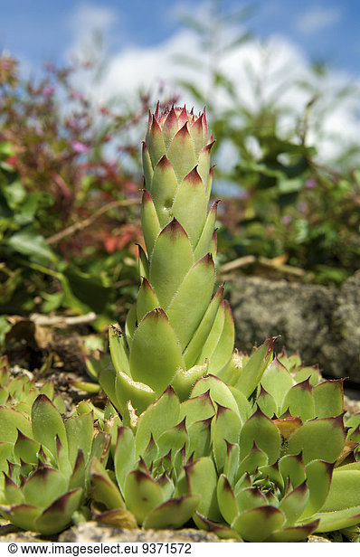 A succulent fleshy seedum plant  with a tall centre. Surface view  close up.