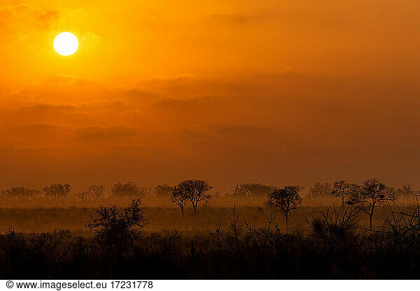 A sunrise over the game reserve  tree silhouettes in foreground.