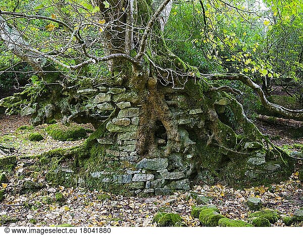 A sycamore tree growing in an old crumbling stone wall in Dartmoor National Park near Didworthy  Devon  England  United Kingdom  Europe