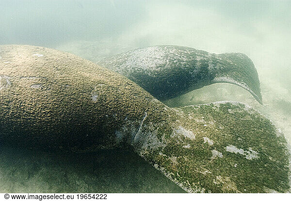 A tail view of a mother and juvenile manatee resting in the sand.