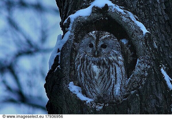 A tawny owl (Strix aluco) sits at dusk with its eyes wide open in front of its wintry cave decorated with snow  Bavaria  Germany  Europe