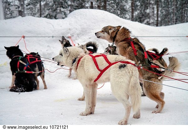 A team of Husky dogs pull a sledge. This breed of domestic dog (Canis familiaris) is used in teams to pull sledges in Arctic snow. The dogs can pull the sledge at about the pace of a running man. This is a commonly used form of transport in Arctic regions. Photographed in Lapland  Scandinavia in February.