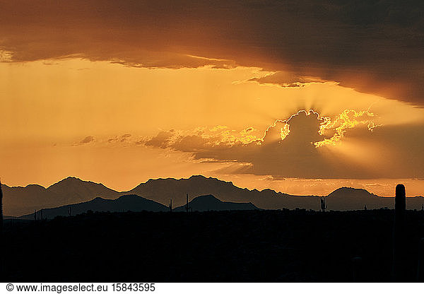 A telephoto sunset of saguaro cactus and Sonoran mountains backlit.