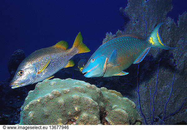 A terminal phase Stoplight Parrotfish (Sparisoma viride)  a Spanish Hogfish (Bodianus rufus)  and a Schoolmaster Snapper (Lutjanus apodus) photographed in the in the Turks and Caicos Islands.