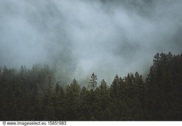 A thin layer of fog covers a mountainside of pine trees.