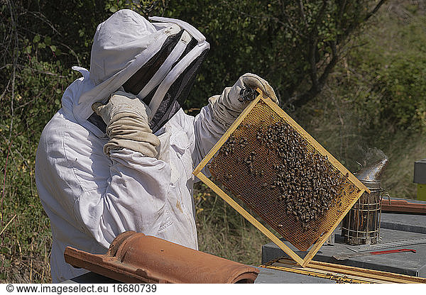 A thoughtful beekeeper happy of his work  risk of climate change