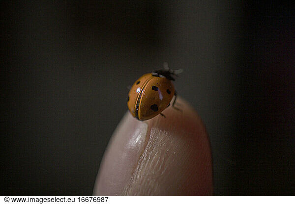 A tiny colorful lady beetle on a finger  extreme macro  coccinellid