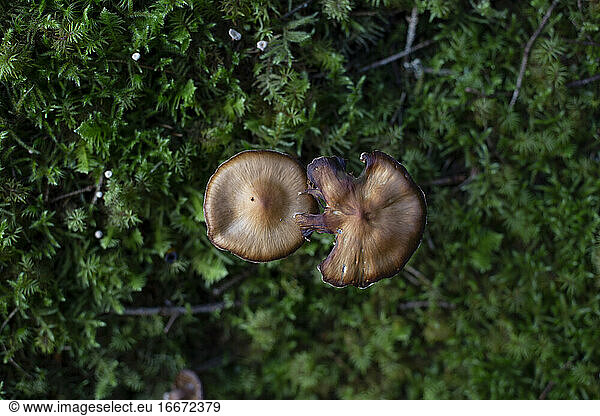 A top down view of some fungus growing in some moss