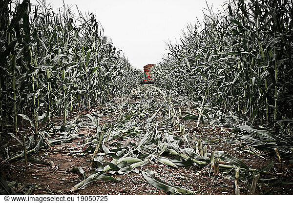 A tractor rolls by cutting and chopping the corn in one sweep on a family owned dairy farm in Keymar  Maryland.