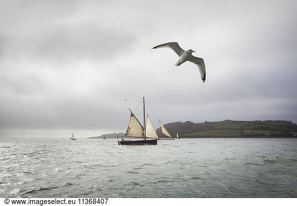 A traditional sailing boat on the waters of the River Fal in the estuary.