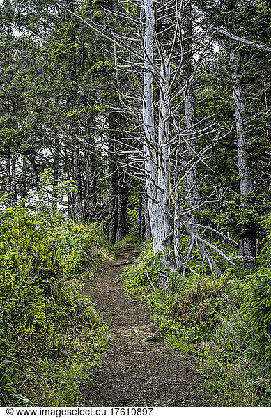 A trail passes through the forest at Ecola State Park on the Oregon Coast; Cannon Beach Oregon United States of America