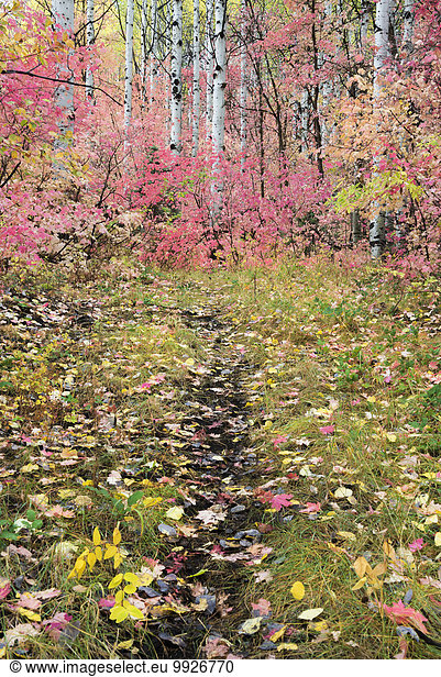 A trail through the woods. Vivid autumn foliage colour on maple and aspen tree leaves.