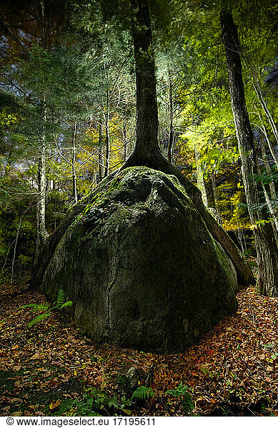 A Tree Grow Impossibly Over a Giant Boulder