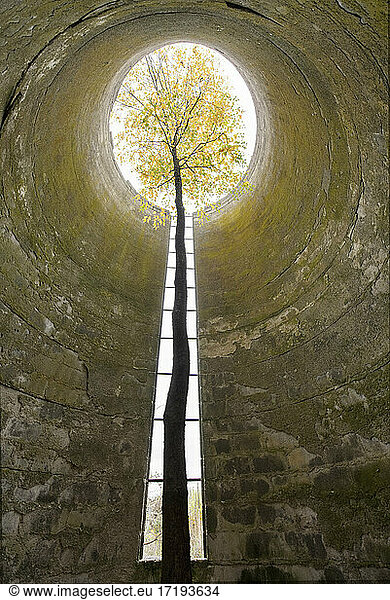 A Tree Grows Up Through a Tall Abandoned Silo
