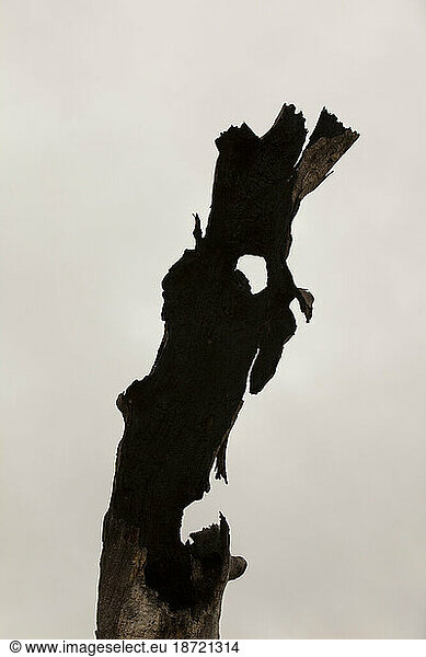 A tree killed in a forest fire near Adaminaby  Snowy Mountains  Australia.