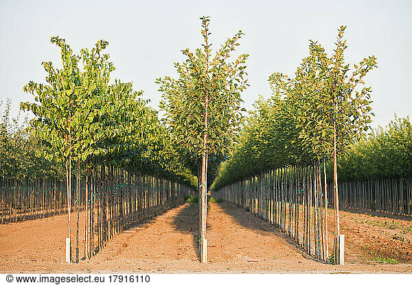 A tree nursery  rows of young sapling trees being grown