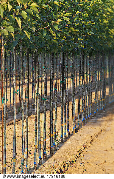 A tree nursery  rows of young sapling trees being grown