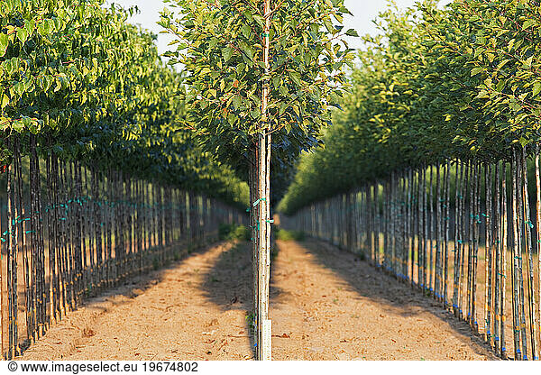 A tree nursery  rows of young sapling trees being grown