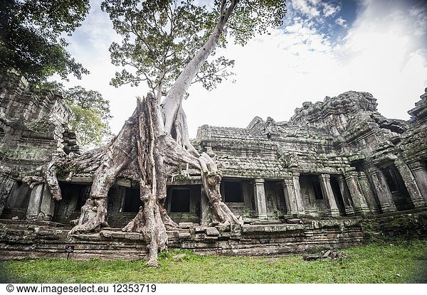A tree roots growing over the Preah Khan temple  Angkor Complex (Siem Reap Province  Cambodia).