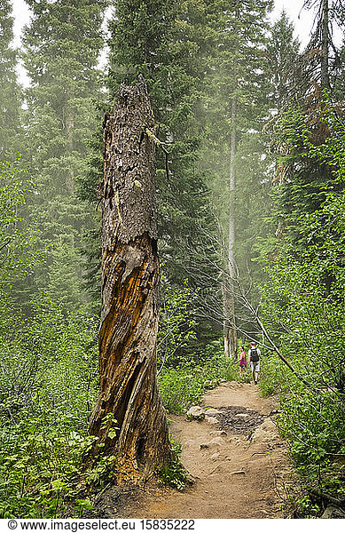 A tree stump and a couple hiking on Cascade Canyon Trail